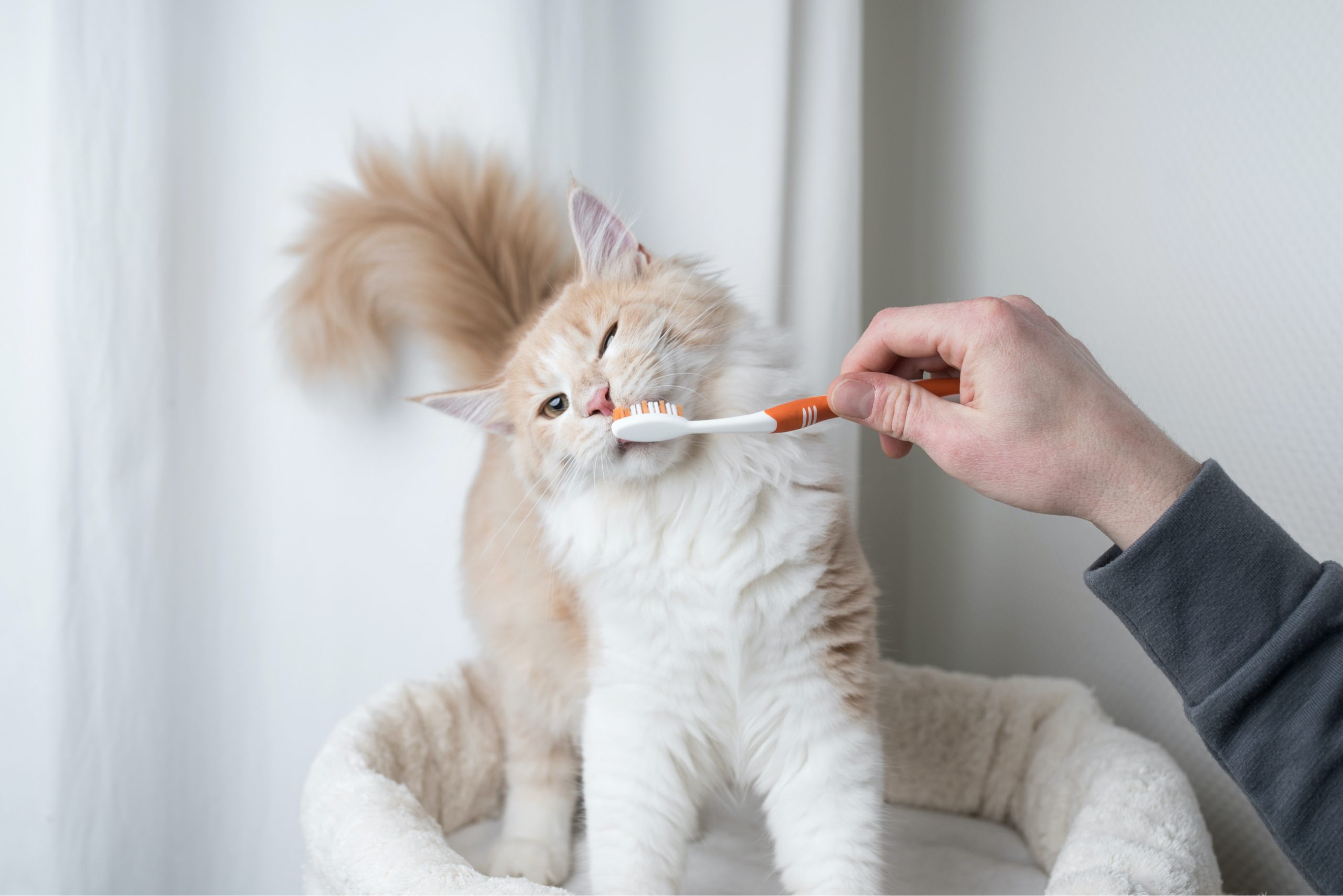 Healthy Dental Practices for Pets