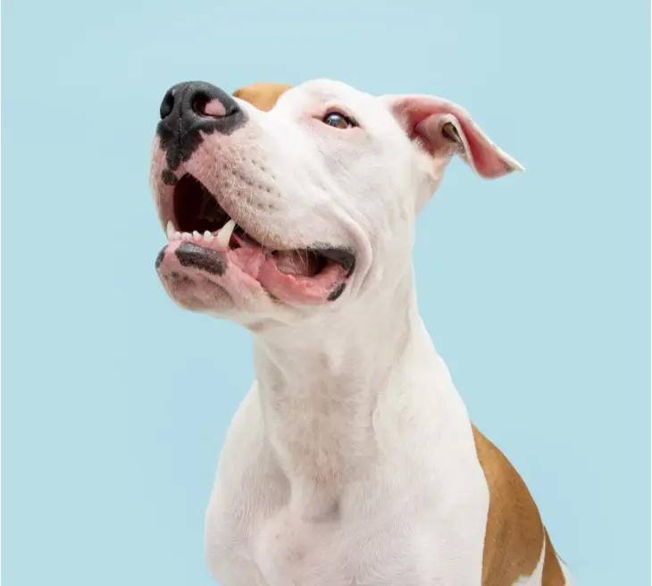 Holiday Food Dangers for Dogs