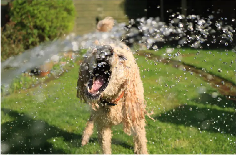 Cool Pet Tips for the Dog Days of Summer
